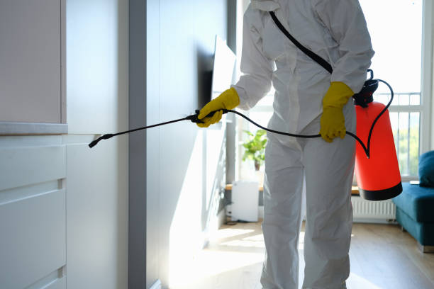 Attic Mold Removal in Inverness, CO