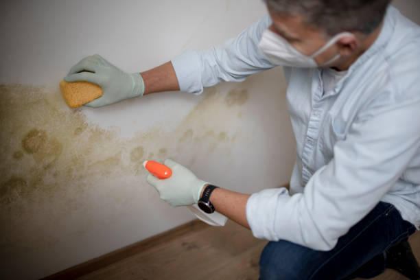 Crawl Space Mold Removal in Inverness, CO